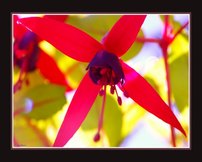 Fushia Helice